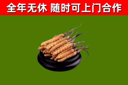 喀喇沁旗回收冬虫夏草