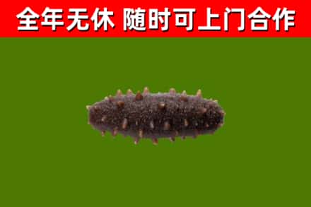 喀喇沁旗回收海参干